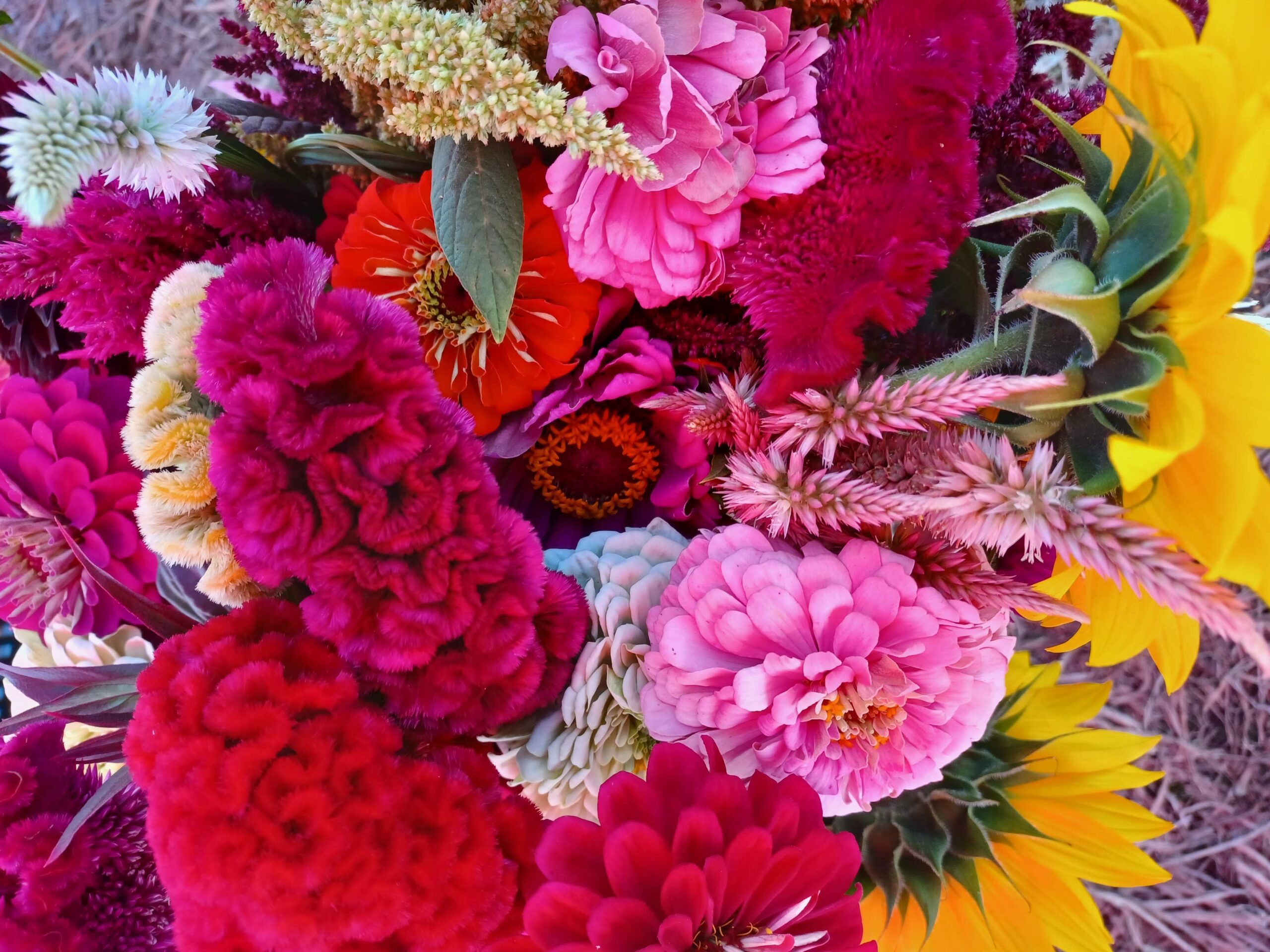 Vibrant bouquet of mixed flowers featuring sunflowers, zinnias, and cockscomb in various colors including pink, red, orange, and yellow, arranged beautifully against a natural background. Perfect for floral arrangements and decoration.