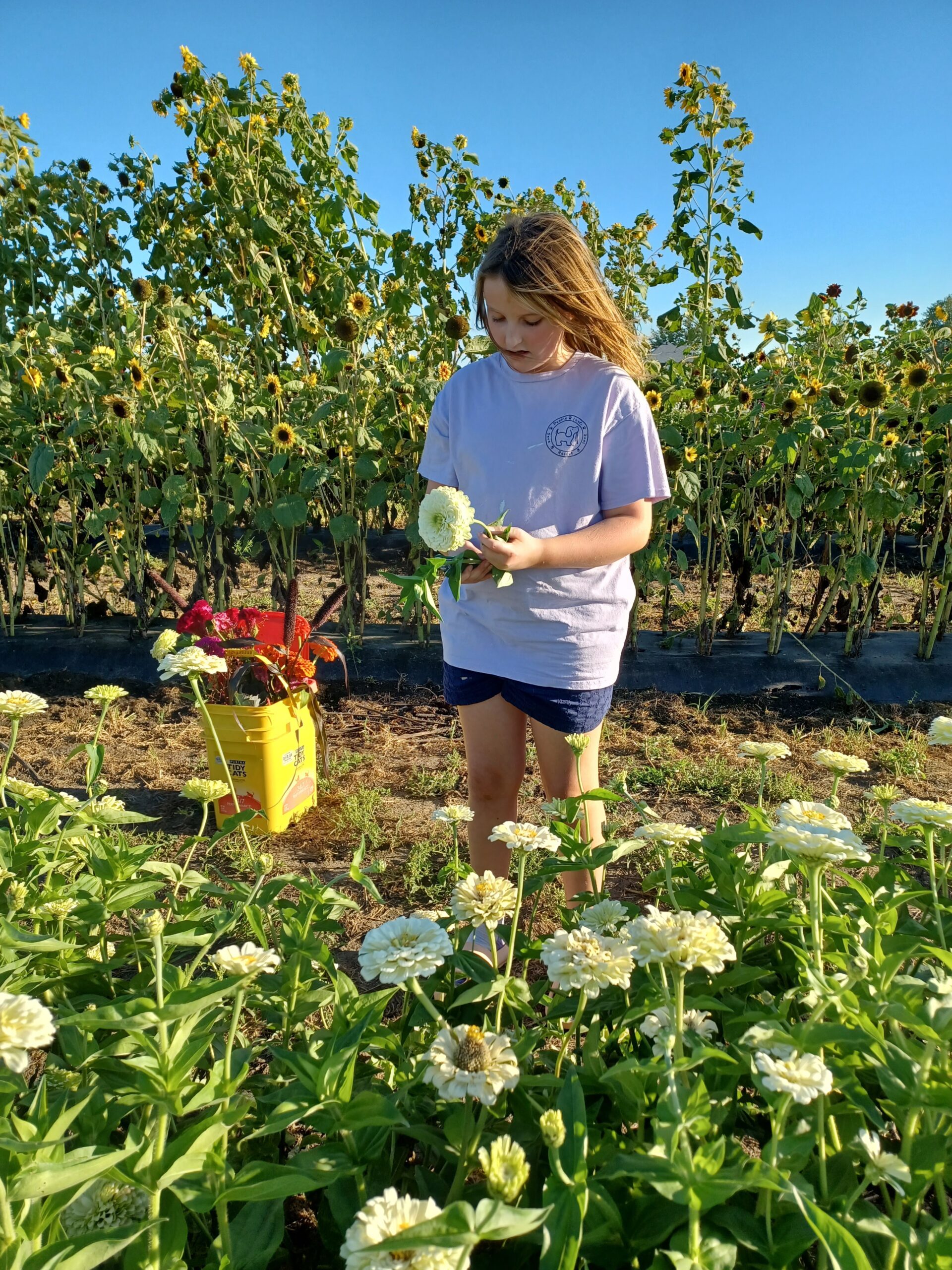 Ann Franzenburg - 20240901_181404 Young girl harvesting flowers in a vibrant sunflower field, holding white zinnias, with a yellow bucket nearby. The scene captures the beauty of nature and the joy of flower picking on a sunny day.