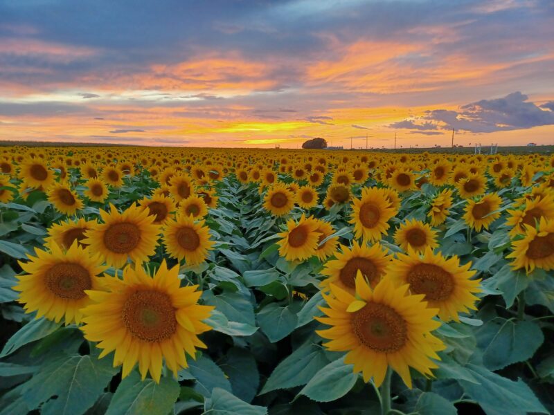 Vibrant sunflower field at sunset with golden blooms under a colorful sky, showcasing the beauty of nature and agriculture.