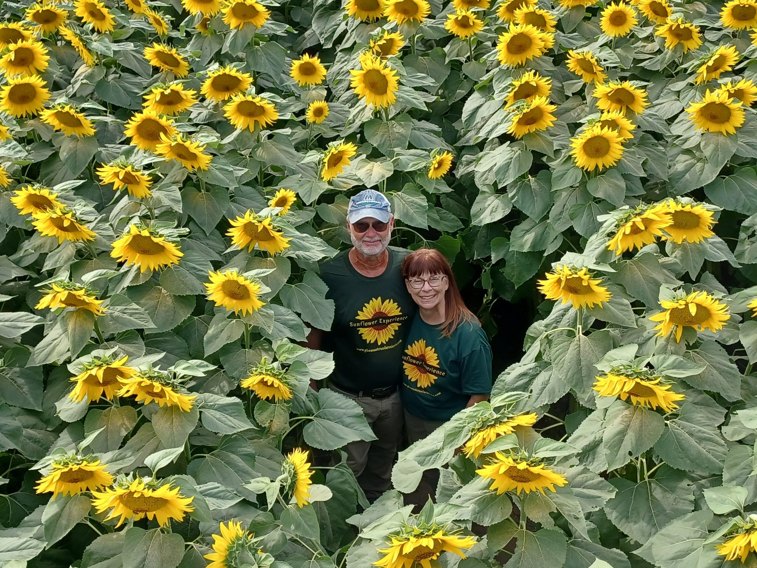 Ann Franzenburg - 20240918_154844 A couple stands among vibrant sunflower blooms in a field, smiling and wearing matching sunflower-themed shirts, surrounded by tall green leaves and bright yellow flowers.