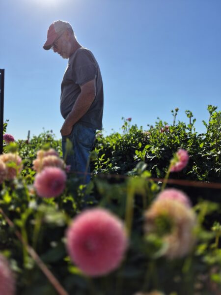 Man standing among blooming flowers in a field under a clear blue sky, wearing a cap and sunglasses, reflecting on a sunny day.