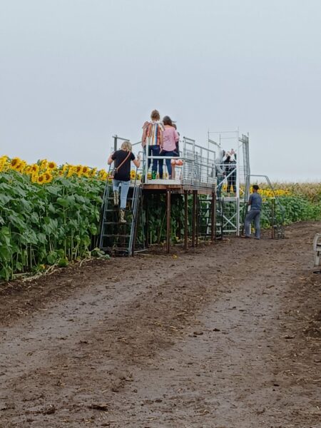 Visitors enjoy a sunflower field from a raised platform, capturing photos and taking in the scenic views of blooming sunflowers under a cloudy sky. The path is lined with sunflowers, enhancing the vibrant agricultural experience.