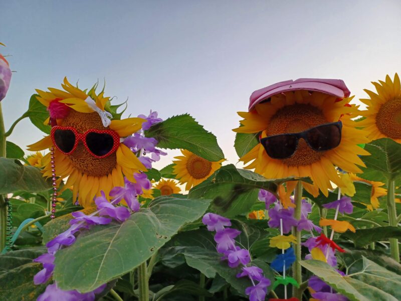 Two playful sunflowers wearing sunglasses and accessories, surrounded by vibrant purple flowers in a sunny field. The scene captures a whimsical and cheerful atmosphere, highlighting the beauty of nature and creative decoration.