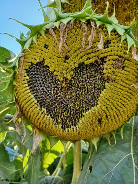 Close-up of a sunflower head displaying a heart-shaped pattern formed by seeds, surrounded by green leaves and a clear blue sky. This unique natural formation highlights the beauty of sunflowers and their seed arrangement.