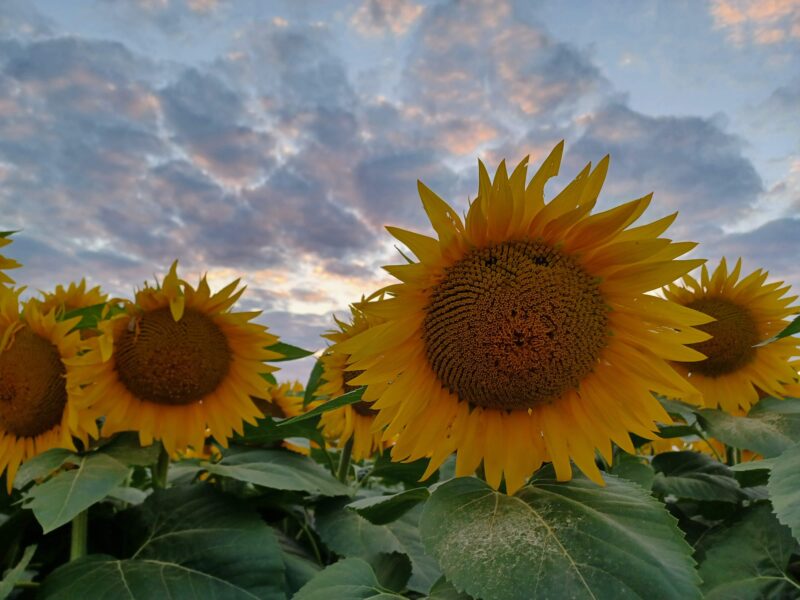 Vibrant sunflower field at sunset with bright yellow blossoms and a cloudy sky, showcasing the beauty of nature and agriculture.