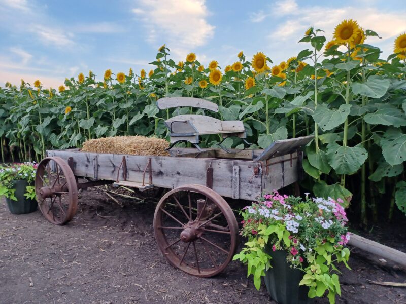 Rustic wooden wagon filled with straw, surrounded by vibrant sunflowers and colorful flower pots, set against a clear sky, evoking a picturesque farm scene.