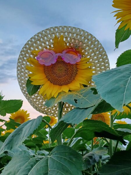 A vibrant sunflower wearing pink sunglasses and a straw hat stands amidst a field of sunflowers under a clear sky, capturing a playful and whimsical summer vibe.