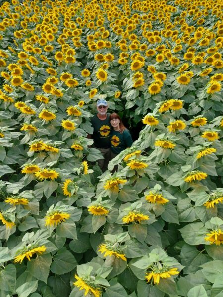 A couple stands among vibrant sunflowers in a blooming field, showcasing the bright yellow flowers and lush green leaves surrounding them. The scene captures the beauty of nature in full bloom, perfect for a sunny day outdoors.