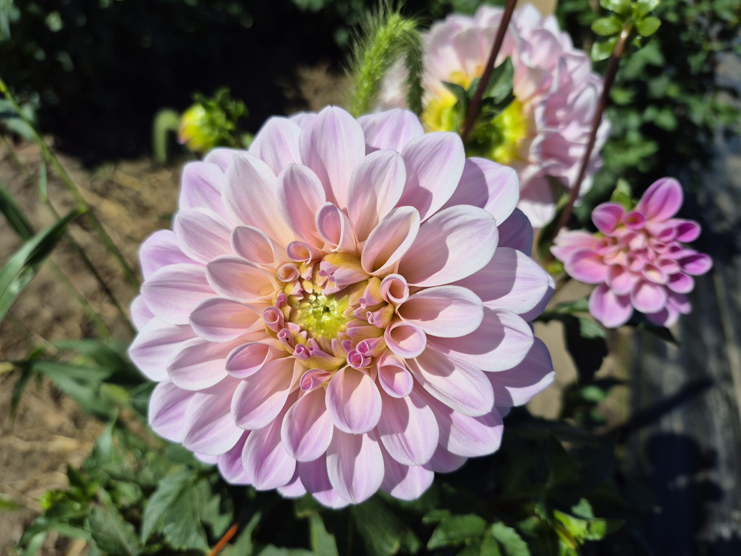 Pheasant Run Farm (Iowa) - 20250823_104429 Close-up of a pink dahlia flower with layered petals, showcasing its delicate structure and vibrant colors, surrounded by green foliage in a garden setting.