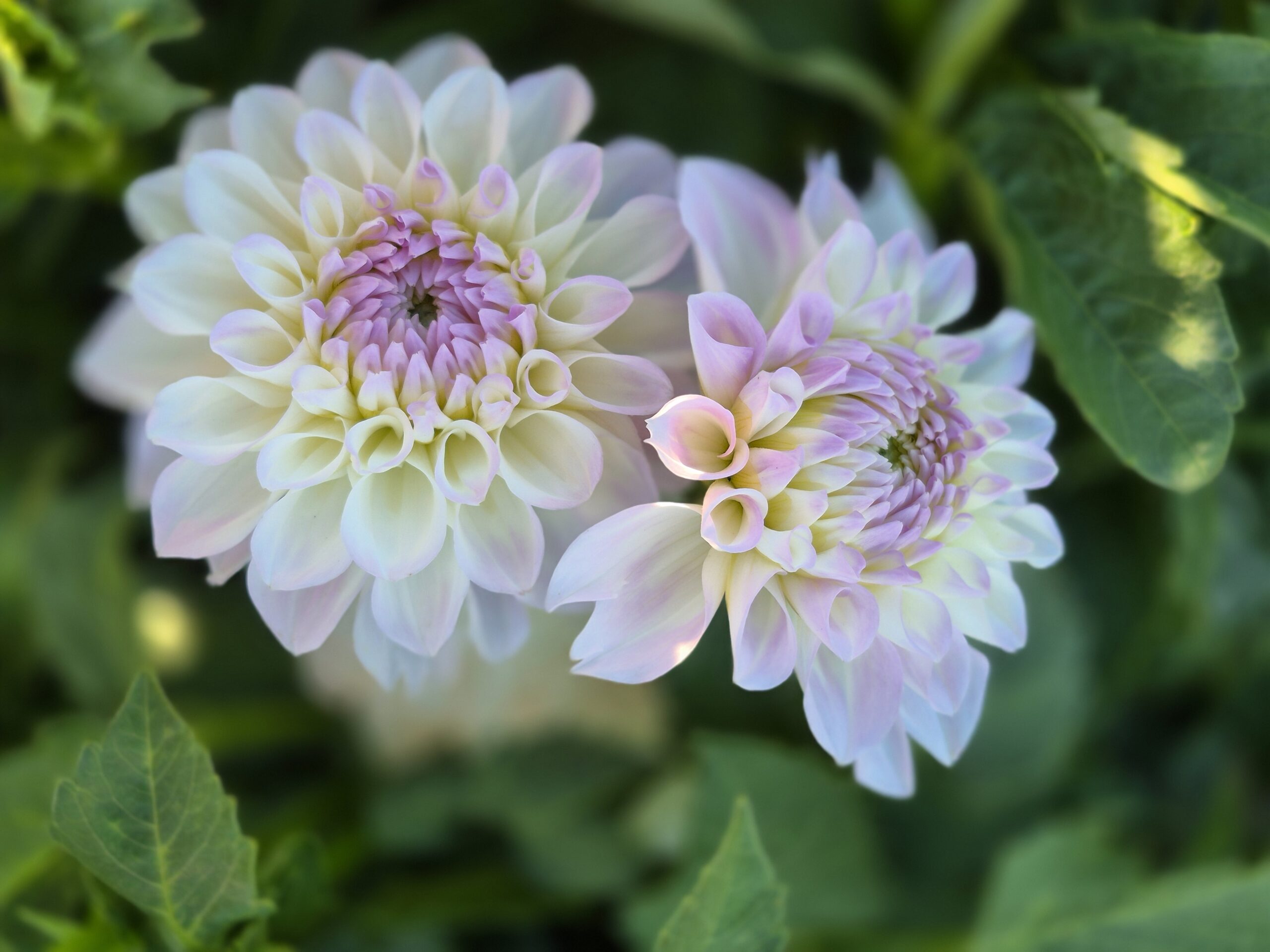 Close-up of two pastel-colored dahlia flowers with layers of delicate petals surrounded by green foliage, showcasing their intricate design and natural beauty.
