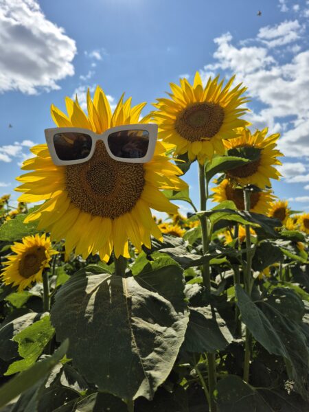 Sunflowers wearing white sunglasses in a vibrant field under a blue sky with fluffy clouds, showcasing a playful and cheerful summer atmosphere.