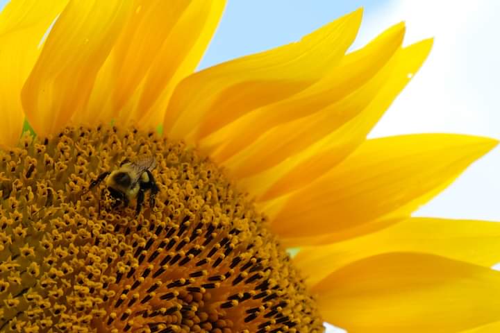 Close-up of a bee collecting pollen from the center of a vibrant sunflower, showcasing the intricate details of the flower's yellow petals and seeds against a clear blue sky.