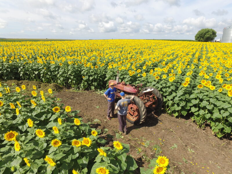Two farmers working on a vintage red tractor in a vibrant sunflower field, surrounded by rows of bright yellow sunflowers under a partly cloudy sky.
